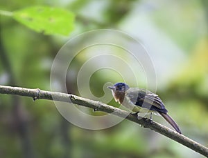 Roodborstleptopogon, Rufous-breasted Flycatcher, Leptopogon rufipectus