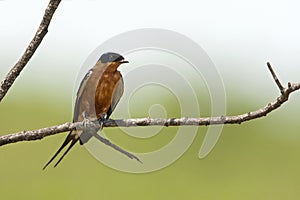 Roodborstzwaluw, Rufous-chested Swallow, Cecropis semirufa