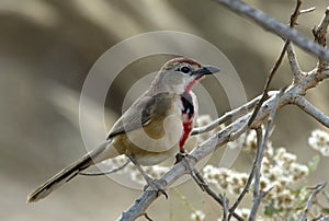 Roodbuikklauwier, Rosy-patched Bushshrike, Rhodophoneus cruentus