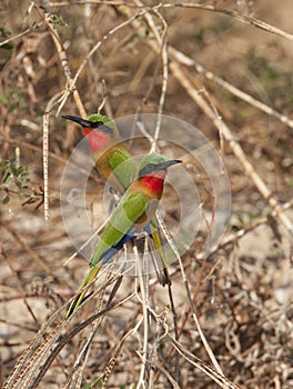Roodkeelbijeneter, Red-throated Bee-eater, Merops bulocki photo