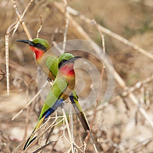 Roodkeelbijeneter, Red-throated Bee-eater, Merops bulocki photo