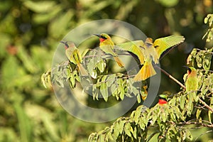 Roodkeelbijeneter, Red-throated Bee-eater, Merops bulocki photo