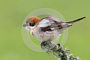 Roodkopklauwier, Woodchat Shrike, Lanius senator