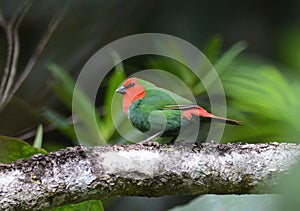 Roodkoppapegaaiamadine, Red-throated Parrotfinch, Erythrura psit photo