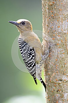 Roodkruinspecht, Red-crowned Woodpecker, Melanerpes rubricapillus