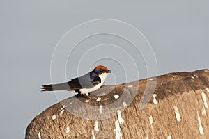 Roodkruinzwaluw, Wire-tailed Swallow, Hirundo smithii