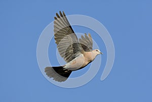 Roodoogtortel, Red-eyed Dove, Streptopelia semitorquata