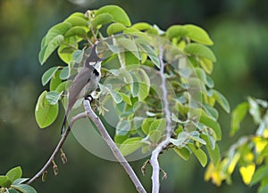 Roodoorbuulbuul, Red-whiskered Bulbul, Pycnonotus jocosus