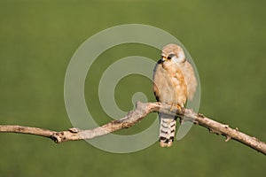 Roodpootvalk, Red-footed Falcon, Falco vespertinus