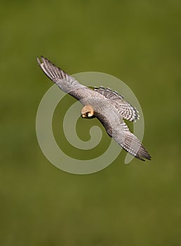 Roodpootvalk, Red-footed Falcon, Falco vespertinus