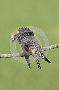 Roodpootvalk, Red-footed Falcon, Falco vespertinus