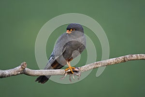 Roodpootvalk, Red-Footed Falcon, Falco vespertinus