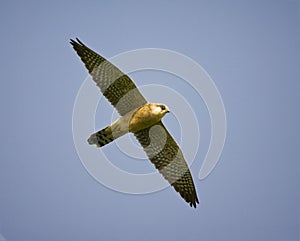 Roodpootvalk, Red-footed Falcon, Falco vespertinus