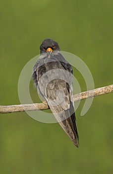 Roodpootvalk, Red-Footed Falcon, Falco vespertinus