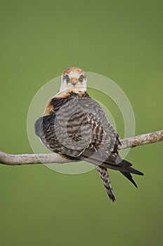 Roodpootvalk, Red-footed Falcon, Falco vespertinus