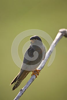 Roodpootvalk, Red-Footed Falcon, Falco vespertinus
