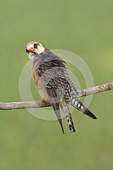 Roodpootvalk, Red-footed Falcon, Falco vespertinus