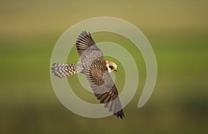 Roodpootvalk, Red-footed Falcon, Falco vespertinus