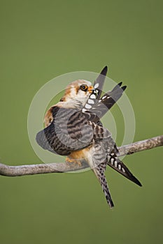 Roodpootvalk, Red-footed Falcon, Falco vespertinus