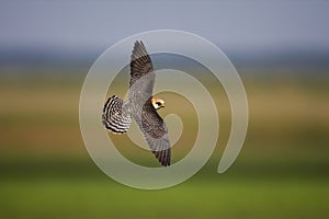 Roodpootvalk, Red-footed Falcon, Falco vespertinus