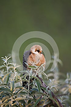 Roodpootvalk, Red-footed Falcon, Falco vespertinus