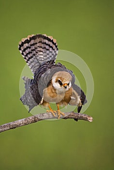 Roodpootvalk, Red-footed Falcon, Falco vespertinus