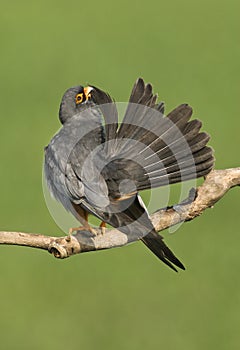 Roodpootvalk, Red-Footed Falcon, Falco vespertinus