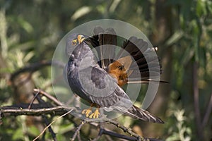 Roodpootvalk, Red-Footed Falcon, Falco vespertinus