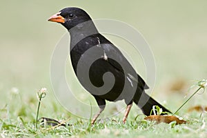 Roodsnavel-buffelwever, Red-billed Buffalo-weaver, Bubalornis ni