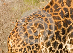 Roodsnavel-ossepikker, Red-billed Oxpecker, Buphagus erythrorhynchus