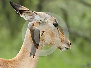 Roodsnavelossenpikker, Red-billed Oxpecker, Buphagus erythrorhynchus