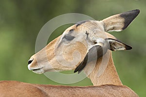 Roodsnavelossenpikker, Red-billed Oxpecker, Buphagus erythrorhynchus