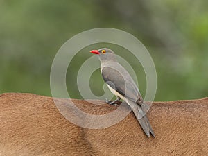 Roodsnavelossenpikker, Red-billed Oxpecker, Buphagus erythrorhynchus