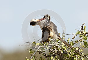 Roodsnaveltok, Northern Red-billed Hornbill, Tockus erythrorhynchus