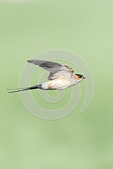 Roodstuitzwaluw, Red-rumped Swallow, Cecropis daurica