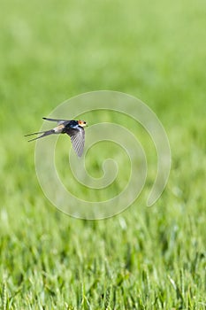 Roodstuitzwaluw, Red-rumped Swallow, Cecropis daurica