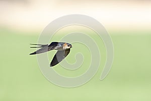 Roodstuitzwaluw, Red-rumped Swallow, Cecropis daurica