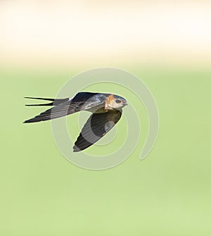 Roodstuitzwaluw, Red-rumped Swallow, Cecropis daurica