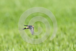 Roodstuitzwaluw, Red-rumped Swallow, Cecropis daurica