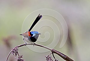 Roodvleugelelfje,  Red-winged Fairywren, Malurus elegans photo