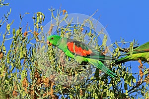 Roodvleugelparkiet, Red-winged Parrot, Aprosmictus erythropterus