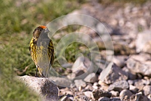 Roodvoorhoofdkanarie, Red-fronted Serin, Serinus pusillus photo