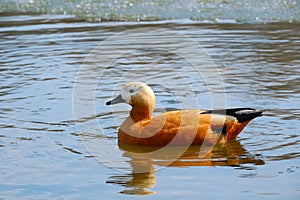 Roody shelduck