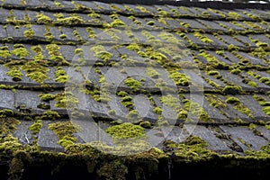 Roof ALGAE, MOSS, MOLD & LICHEN