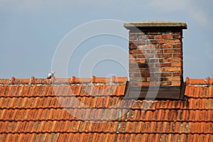 Roof with chimney and pigeon