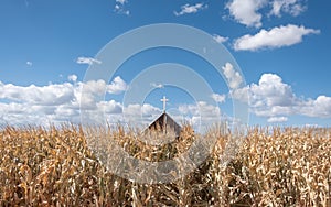 The roof of a church with a white cross on the steeple rises above the stalks of a corn field