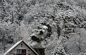 Roof of a cottage in front of a snowy forest