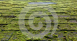 Roof covered with moss