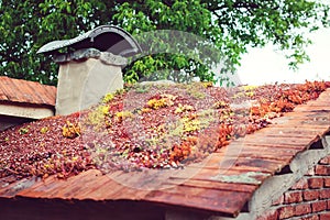 Roof covered with vegetation mostly sedum sexangulare