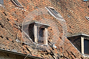 Roof damage, broken roof with tree growth